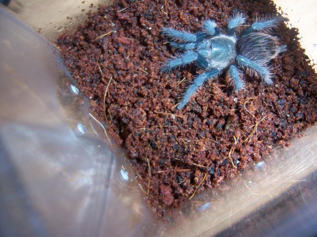 B. albopilosum