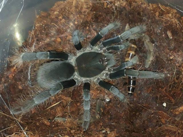 Hysterocrates gigas 