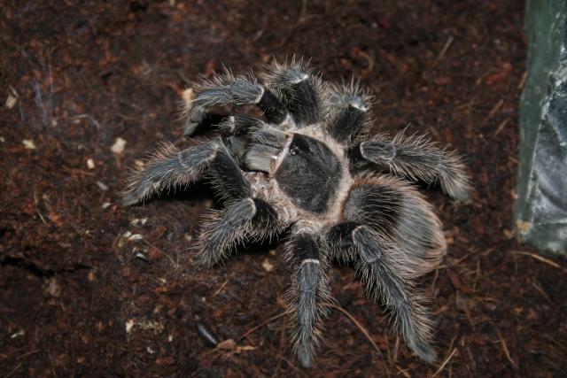 L. parahybana