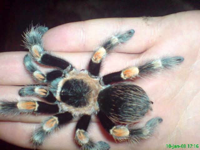 B. smithi