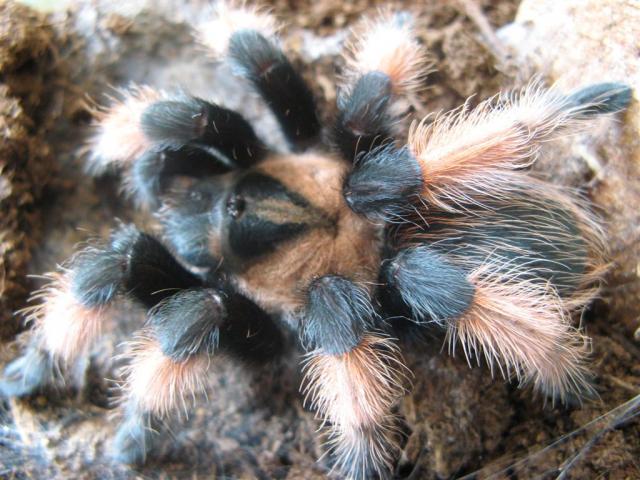 B. Emilia