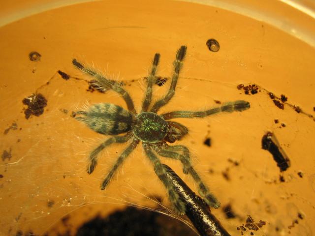 A. versicolor
