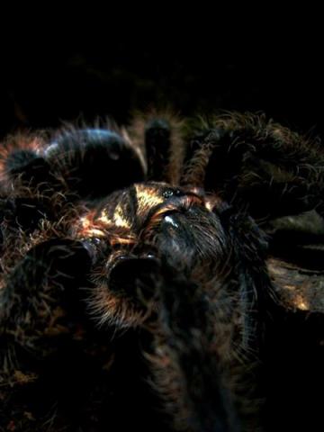 Brachypelma albopilosum