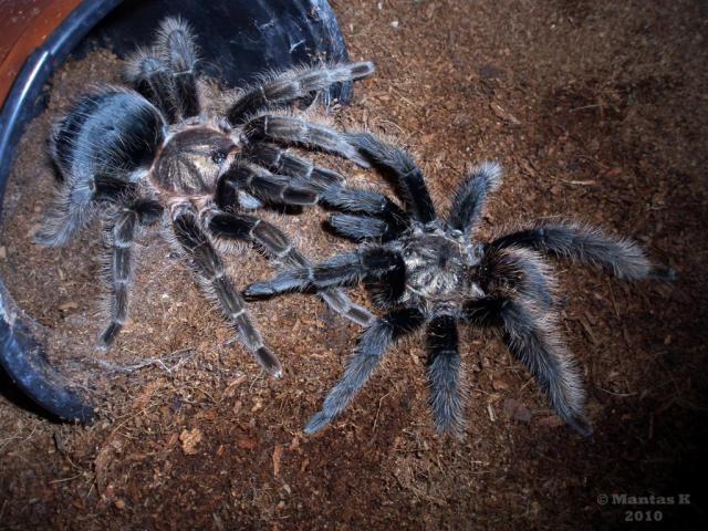 Brachypelma albopilosum