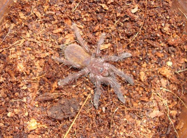 Pteronchilus murinus Usambara