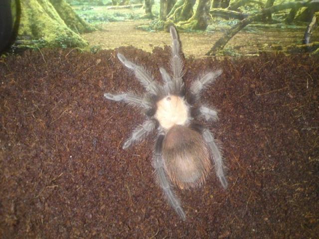 B. Albiceps