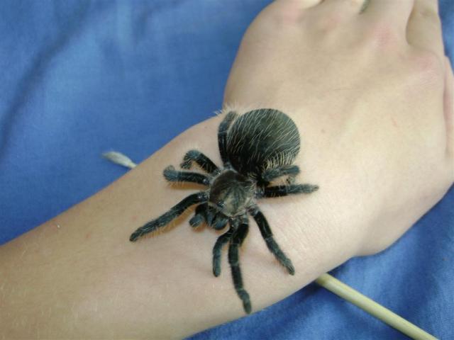 B. albopilosum