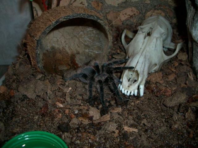 B.albipolosum
