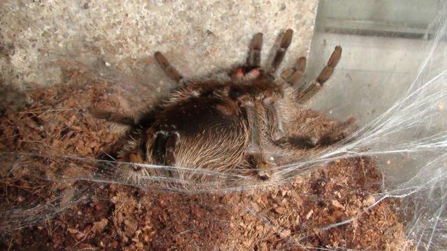 B.albopilosum