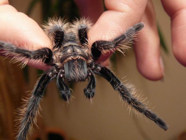 Albopilosum