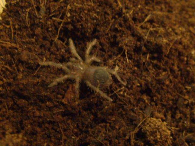 B. albopilosum