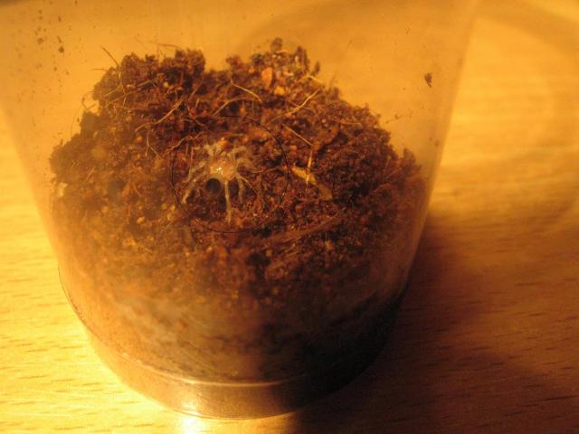 Mažylis Brachypelma smithi :} 