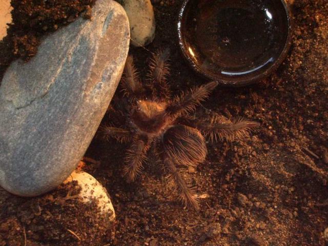 B. Alboppilosum