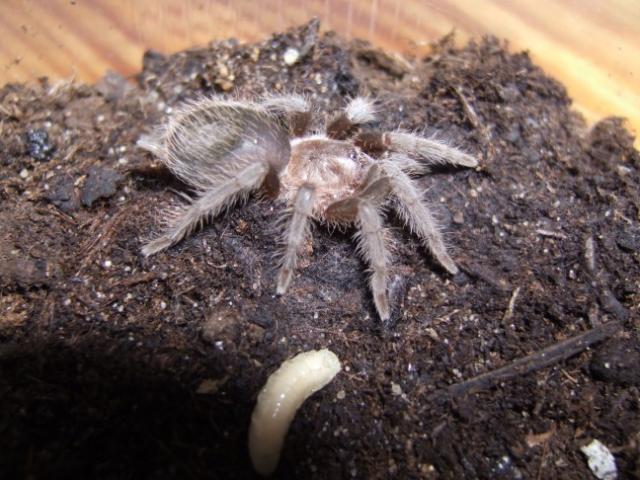 Albinosas