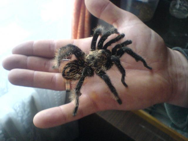 B. albopilosum