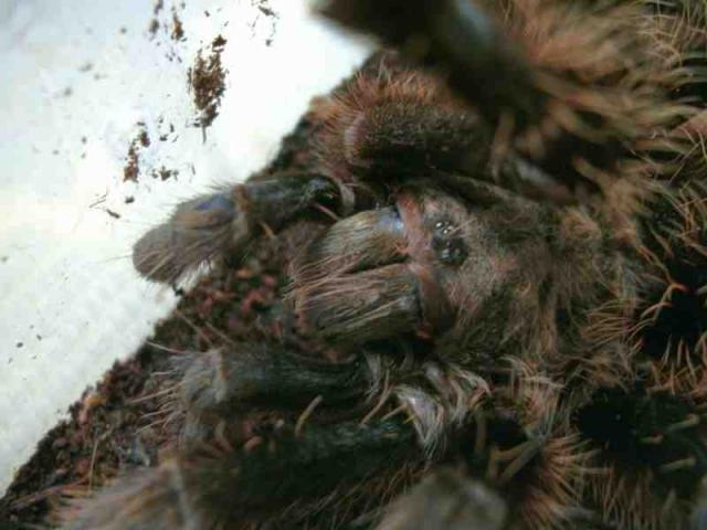 Albopilosum