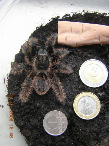 Albopilosum Vagans