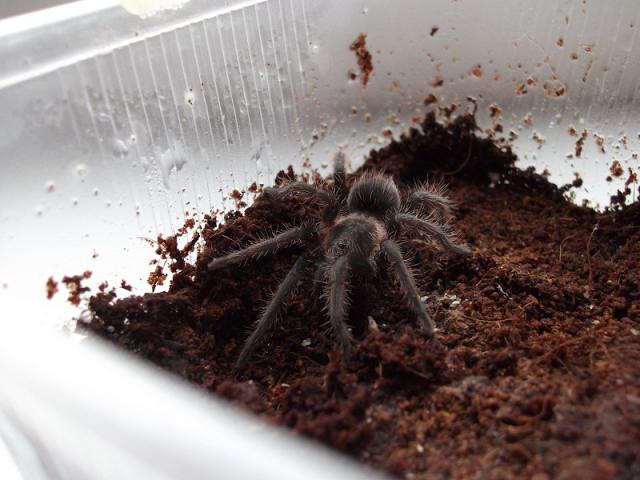 Brachypelma albopilosum