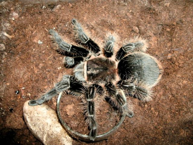Brachypelma albopilosum