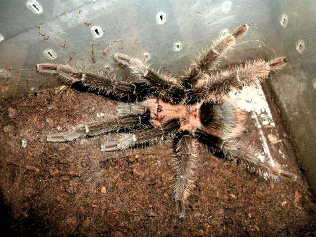 Brachypelma albopilosum