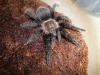 albopilosum_t1_1_2_3_4.jpg