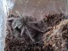 albopilosum_t1_1_2_3_4_5_6_7.jpg