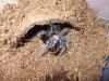 albopilosum_t1_1_2_3_4_5_6_7_8_9.jpg