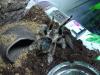 albopilosum_t1_1_2_3_4_5_6_7_8_9_10.jpg