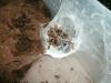 albopilosum_t1_1_2_3_4_5_6_7_8_9_10_11.jpg