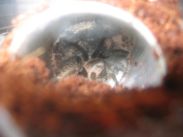 B.albopilosum(~2.5-3cm)