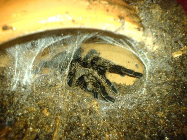 B.Albopylosum ''apartamentuose''