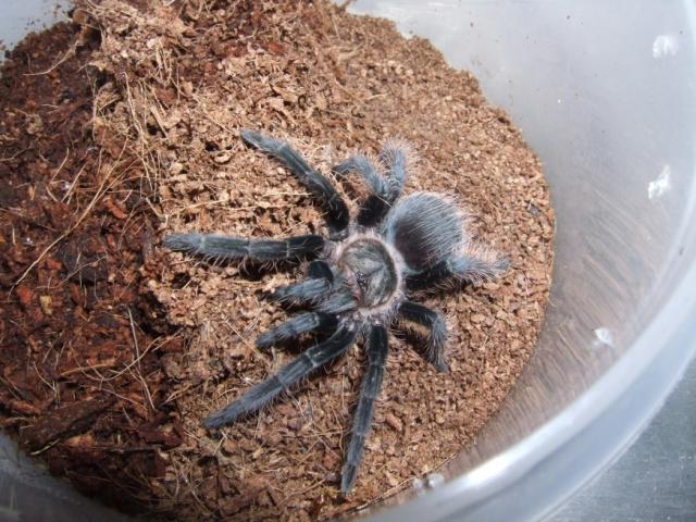 B.albopilosum