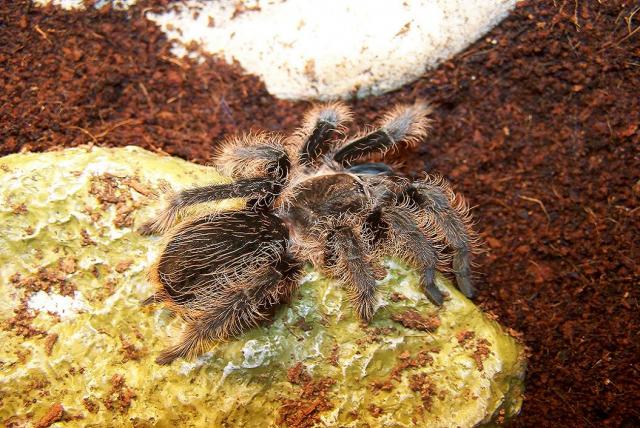 Brachypelma albopilosum