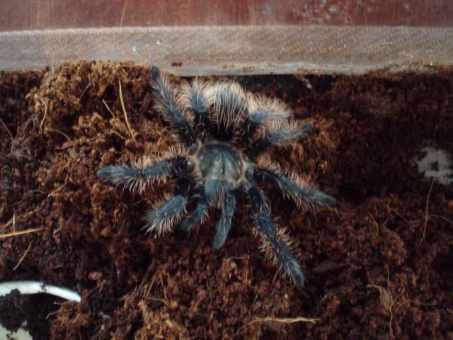 B. albopilosum