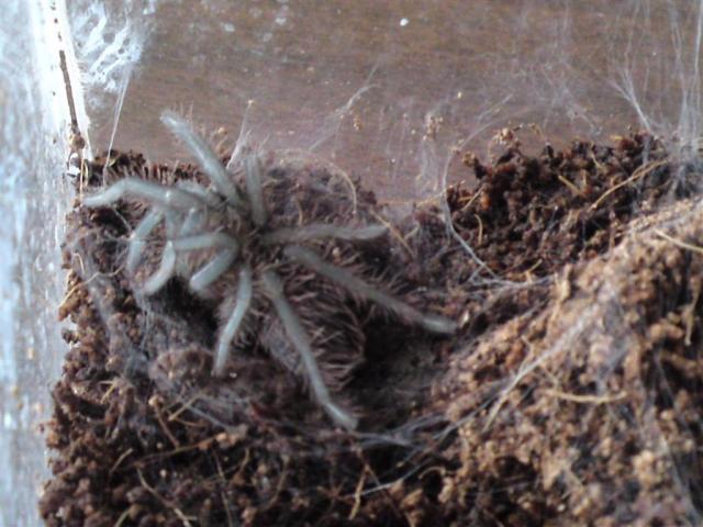 B. albopilosum