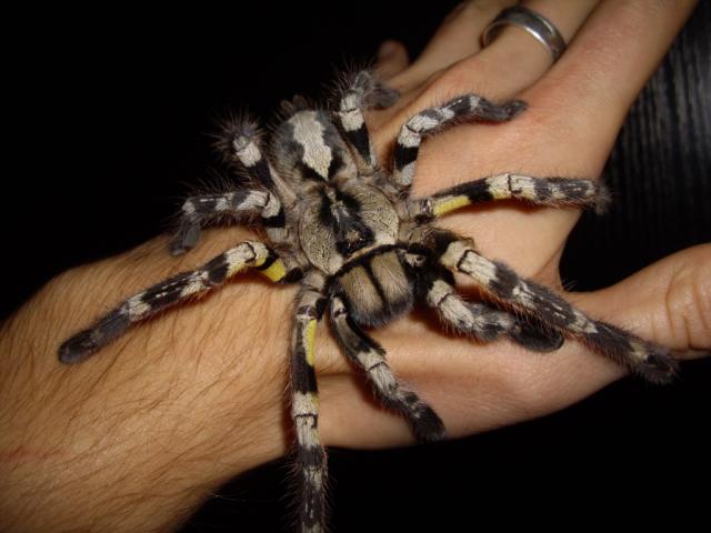 P.Regalis