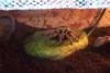 aphonopelma_t1.jpg