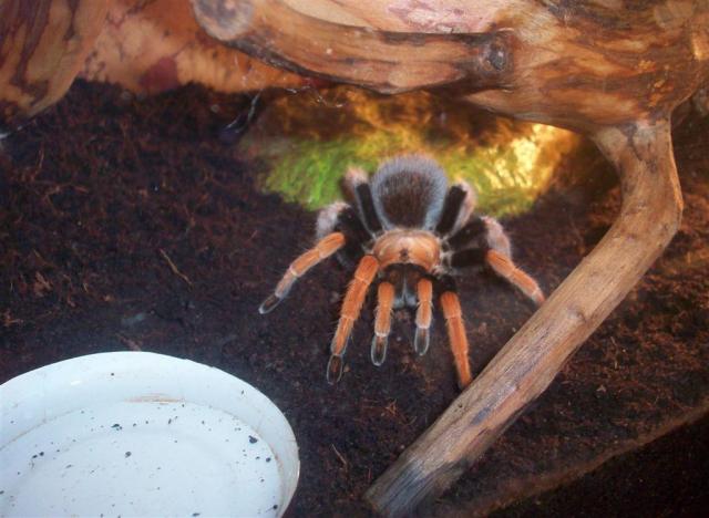 Aphonopelma bicoloratum