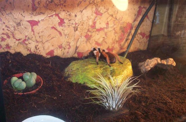 Aphonopelma bicoloratum