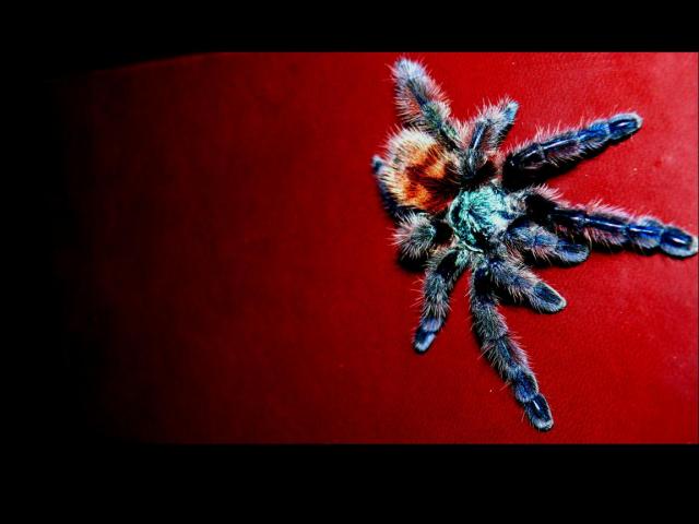 A. versicolor