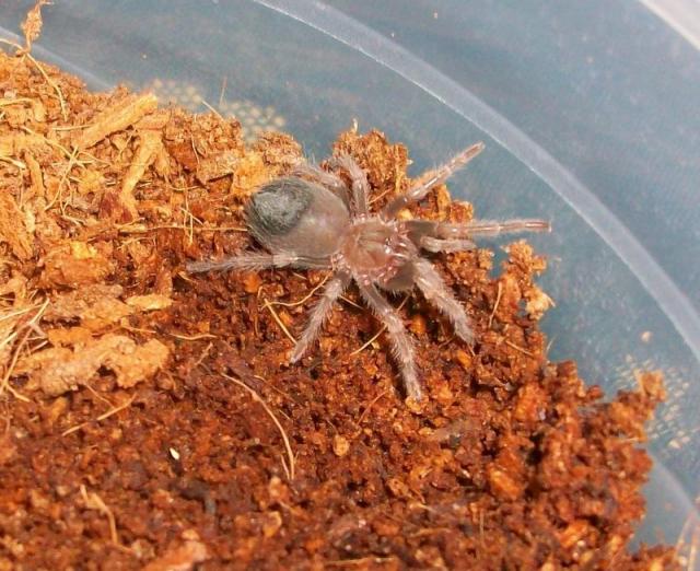Brachypelma Smithi