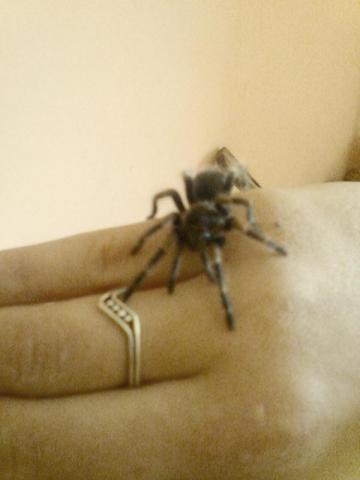 Brachypelma smithi