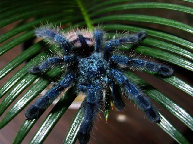 Avicularia versicolor L7