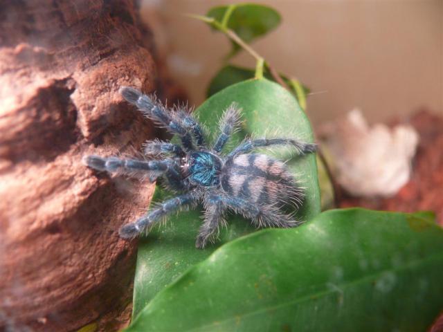 Avicularia versicolor