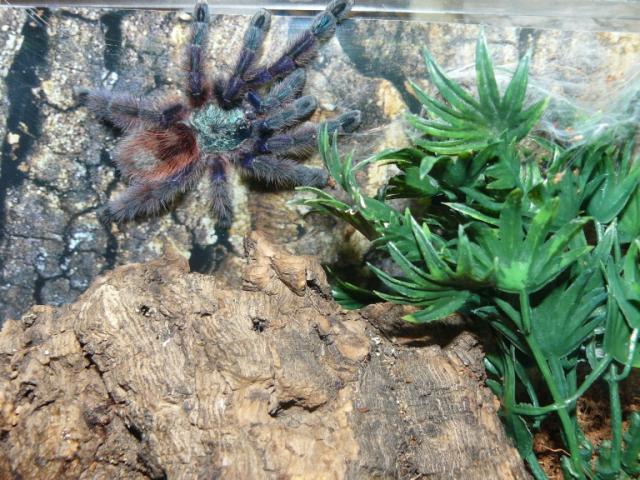Avicularia versicolor