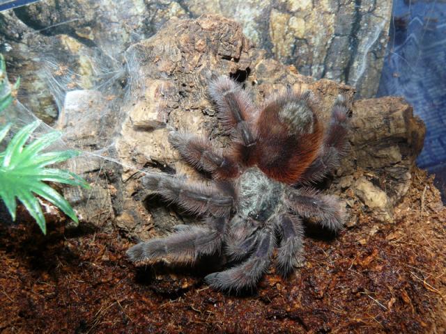 Avicularia versicolor