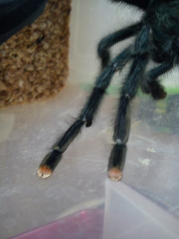 A.avicularia