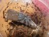avicularia_t1.jpg