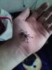 avicularia_t1_1.jpg