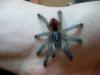 avicularia_t1_1_2.jpg